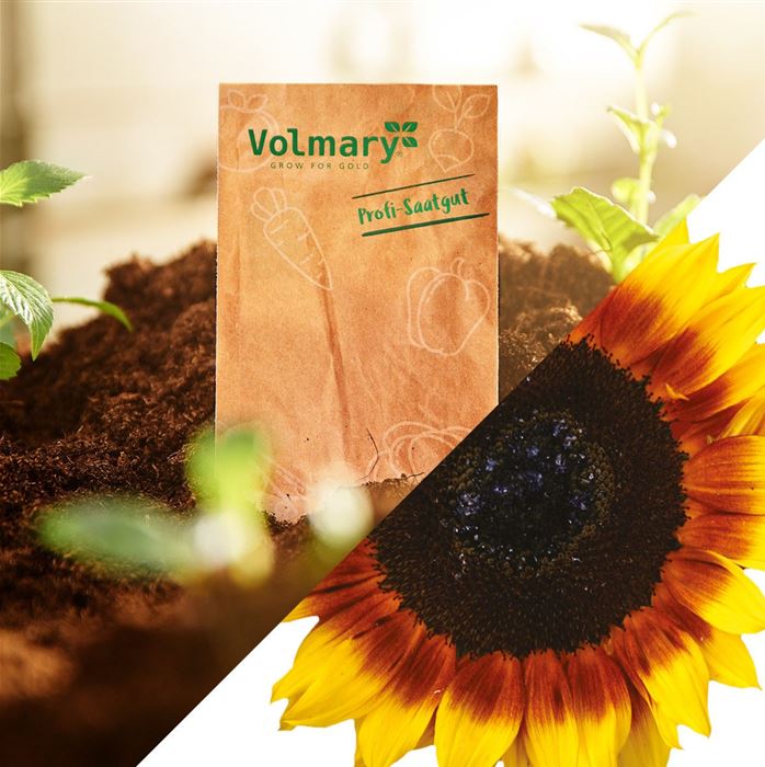 Sonnenblume 'ProCut ® Bicolor' F1