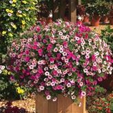 Zauberglöckchen 'Calita® Trio Einhorn-Mix'