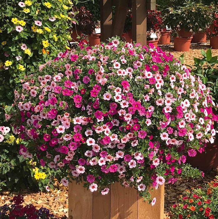 Zauberglöckchen 'Calita® Trio Einhorn-Mix'