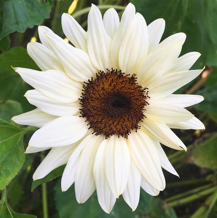 Sonnenblume 'ProCut ® White & Black'