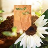 Sonnenblume 'ProCut ® White & Black'