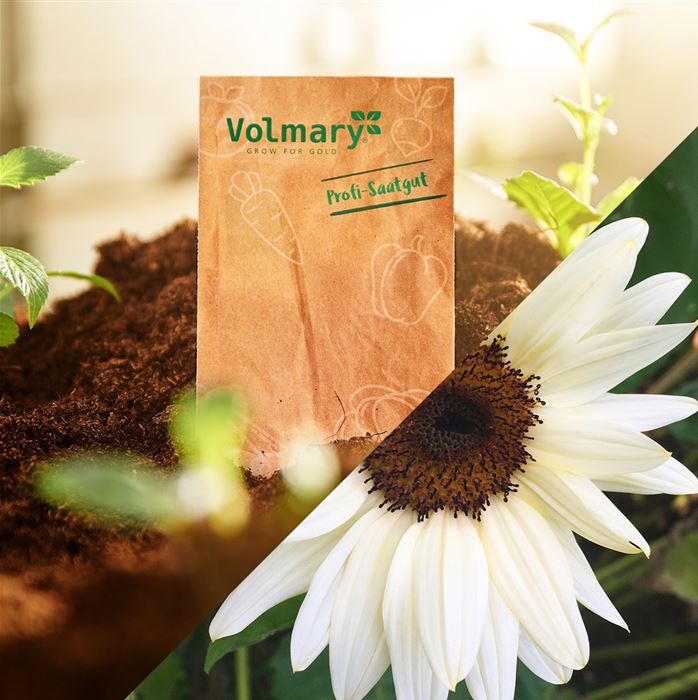 Sonnenblume 'ProCut ® White & Black'