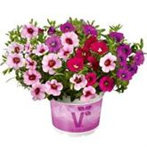 Zauberglöckchen 'Calita® Trio Pink Morn-Pink-Rose'