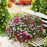 Zauberglöckchen 'Calita® Trio Pink Morn-Pink-Rose'