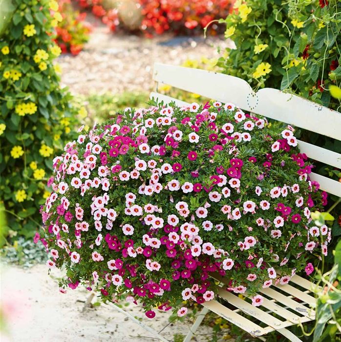 Zauberglöckchen 'Calita® Trio Pink Morn-Pink-Rose'