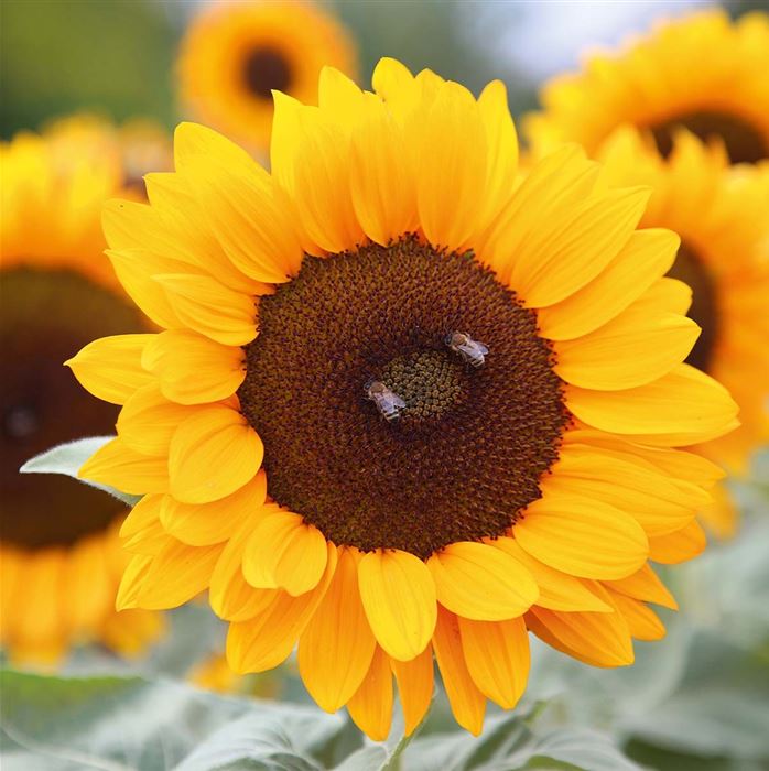 Sonnenblume 'Vincent's Deep Orange DMR'