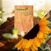 Sonnenblume 'Vincent's Deep Orange DMR'