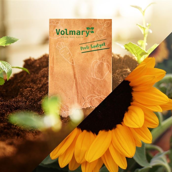 Sonnenblume 'Vincent's Deep Orange DMR'