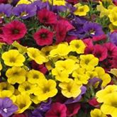 Zauberglöckchen 'Calita® Trio Power-Set'