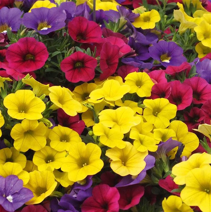 Zauberglöckchen 'Calita® Trio Power-Set'