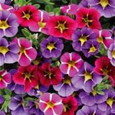 Zauberglöckchen 'Calita® Trio Star-Mix'