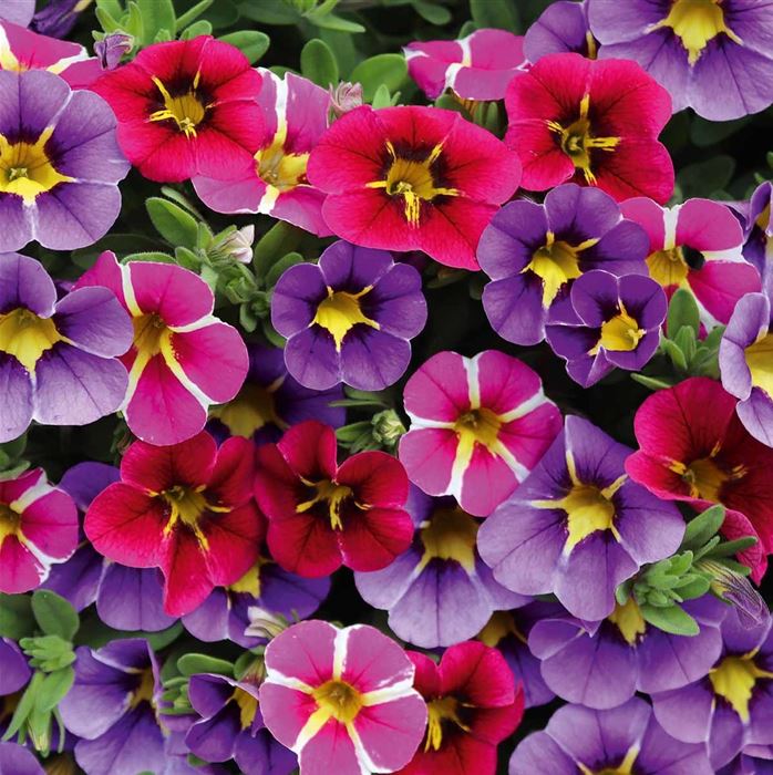 Zauberglöckchen 'Calita® Trio Star-Mix'