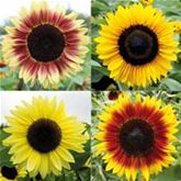 Sonnenblumen Dauerblühende Riesen 'Rumi Mix'