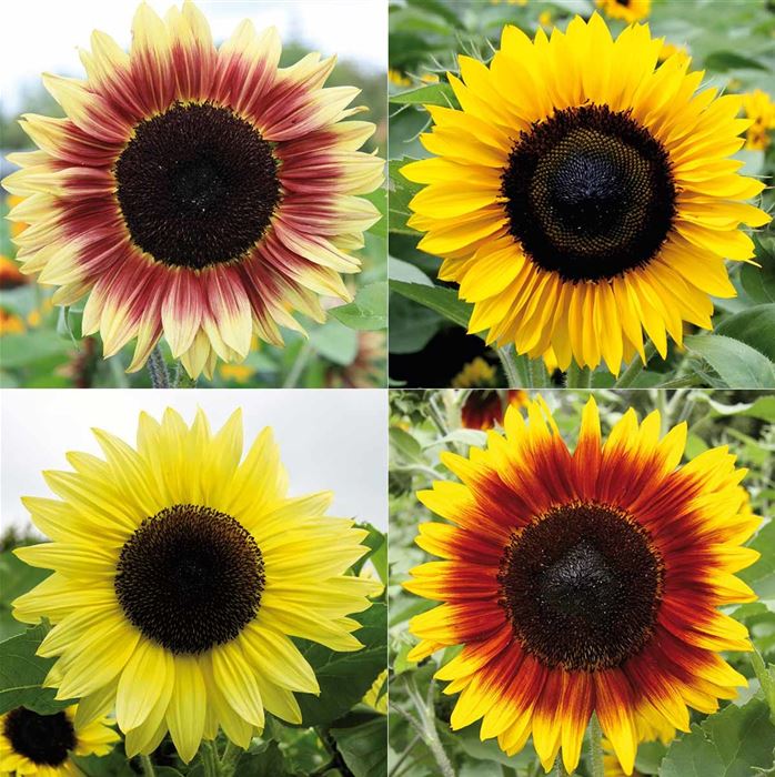 Sonnenblumen Dauerblühende Riesen 'Rumi Mix'