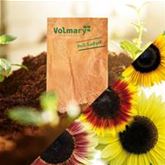 Sonnenblumen Dauerblühende Riesen 'Rumi Mix'