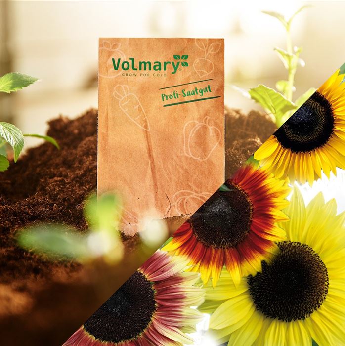 Sonnenblumen Dauerblühende Riesen 'Rumi Mix'