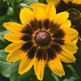 Sonnenhut 'Denver Daisy Mix'