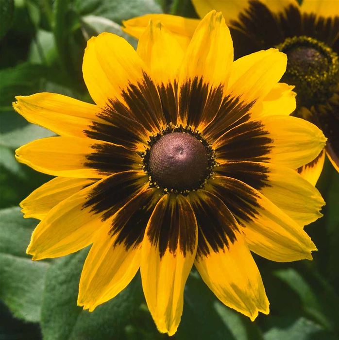 Sonnenhut 'Denver Daisy Mix'