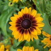 Sonnenhut 'Denver Daisy Mix'