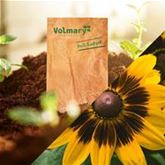 Sonnenhut 'Denver Daisy Mix'