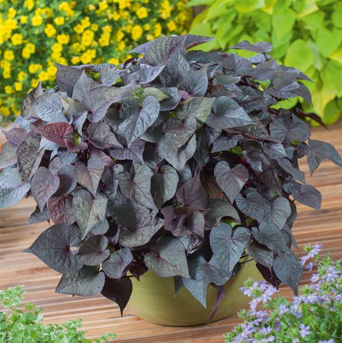 Zier Süßkartoffel 'Papas® Purple Heart'