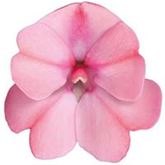 Sonnen-Lieschen 'SunPatiens® Blush Pink'