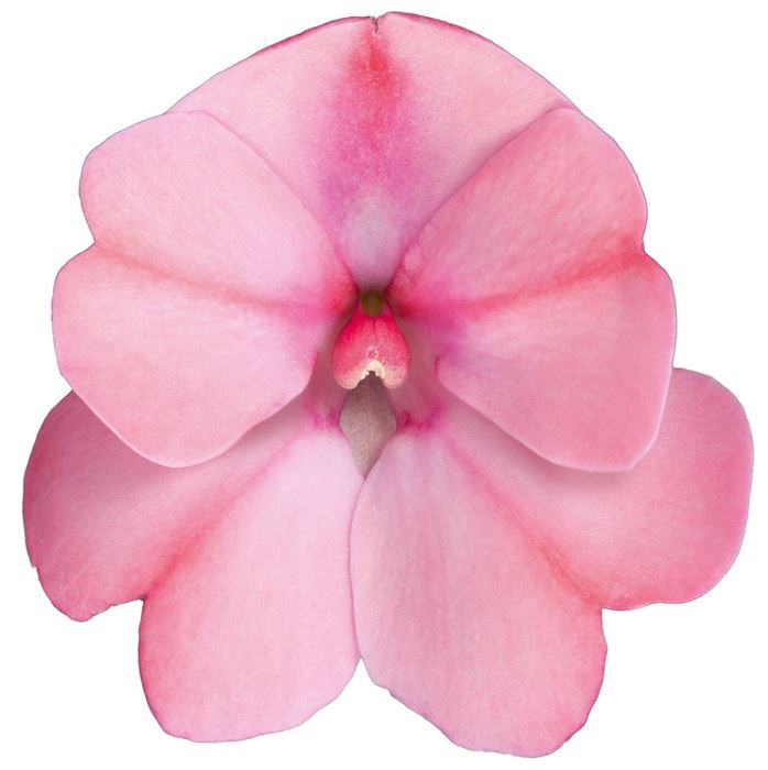 Sonnen-Lieschen 'SunPatiens® Blush Pink'