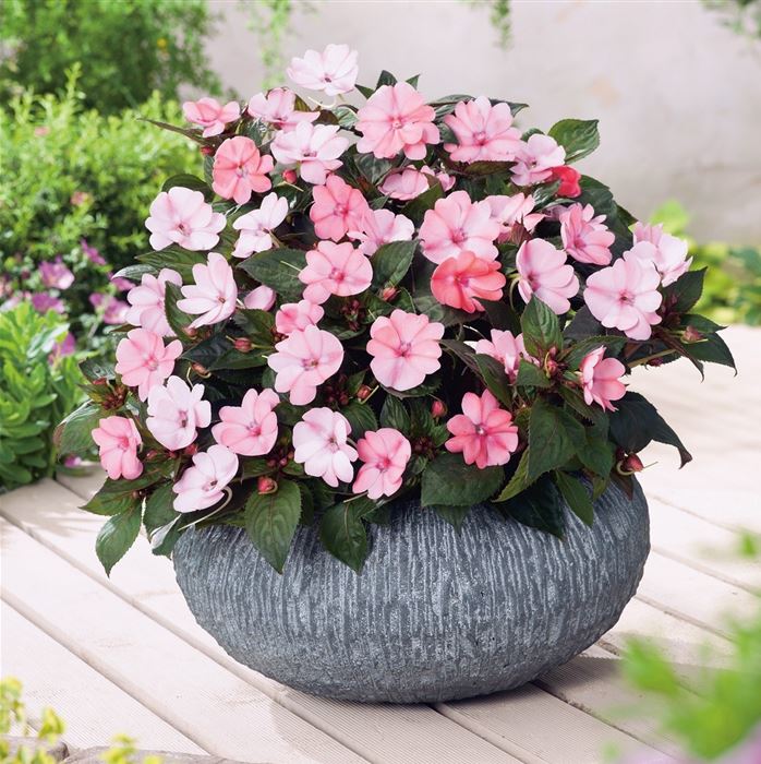 Sonnen-Lieschen 'SunPatiens® Blush Pink'