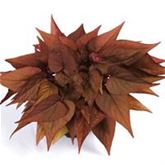 Zier-Süßkartoffel 'Papas® Red Heart'