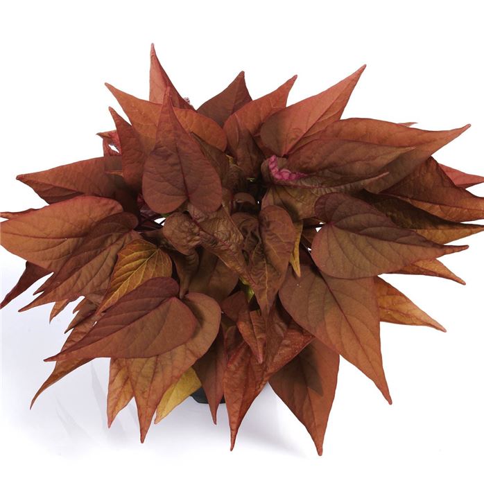 Zier-Süßkartoffel 'Papas® Red Heart'