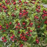 Zigarettenblümchen 'Tiny Mice'