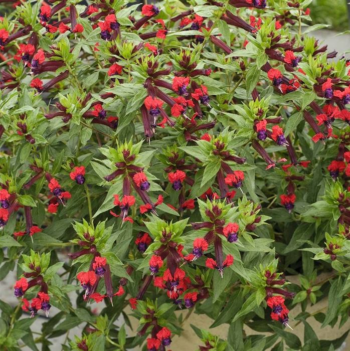 Zigarettenblümchen 'Tiny Mice'