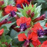 Zigarettenblümchen 'Tiny Mice'