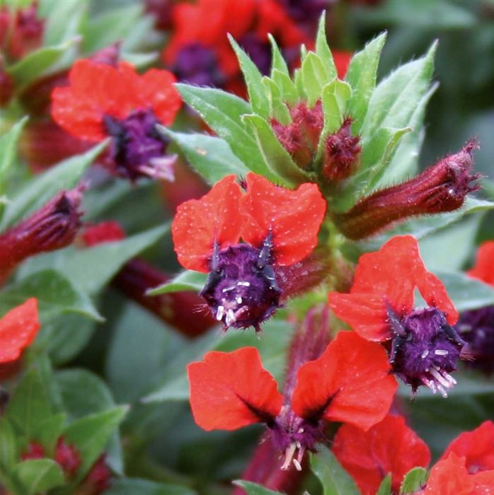 Zigarettenblümchen 'Tiny Mice'