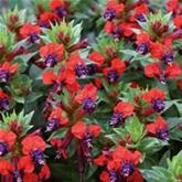 Zigarettenblümchen 'Tiny Mice'