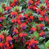 Zier-Süßkartoffel 'Papas® Red Heart'