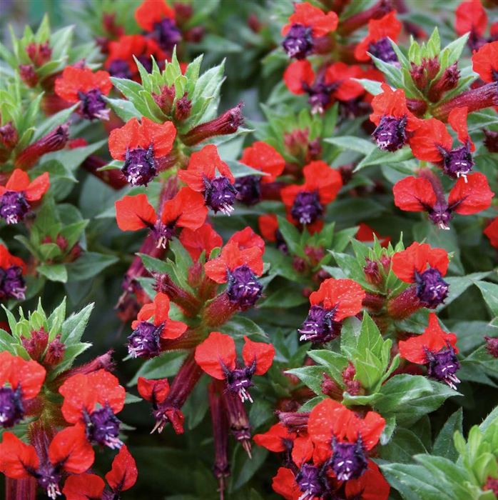 Zigarettenblümchen 'Tiny Mice'