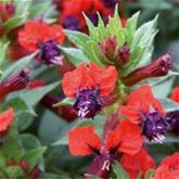 Zier-Süßkartoffel 'Papas® Red Heart'