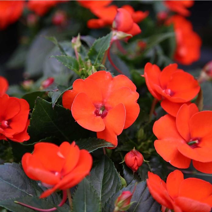 Sonnen-Lieschen 'SunPatiens® Orange'
