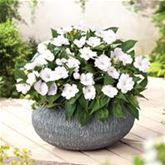 Sonnen-Lieschen 'SunPatiens® White'