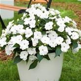 Sonnen-Lieschen 'SunPatiens® White'