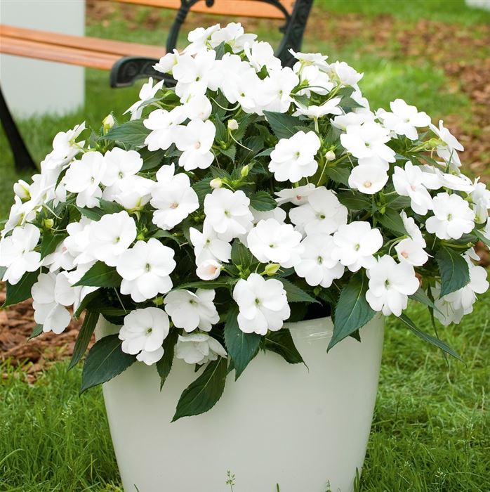 Sonnen-Lieschen 'SunPatiens® White'