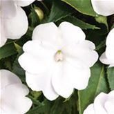 Sonnen-Lieschen 'SunPatiens® White'