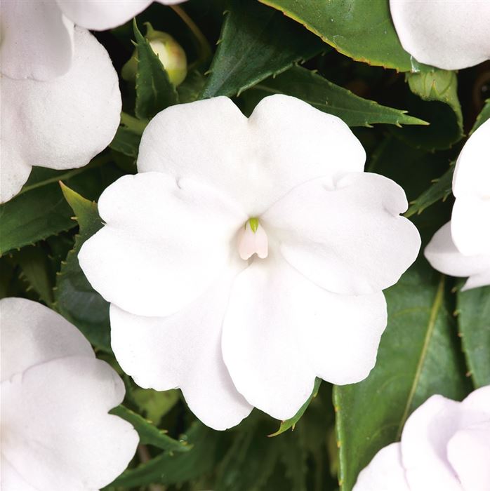 Sonnen-Lieschen 'SunPatiens® White'