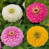 Zinnie 'Oklahoma-Formelmix'