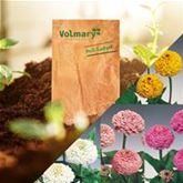 Zinnie 'Oklahoma-Formelmix'