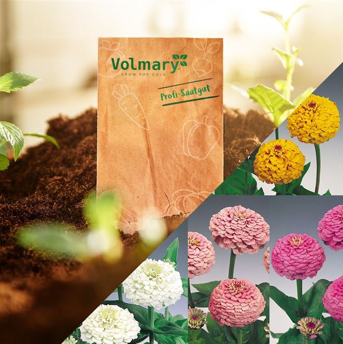 Zinnie 'Oklahoma-Formelmix'