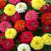 Zinnie 'Zahara Double Mix'