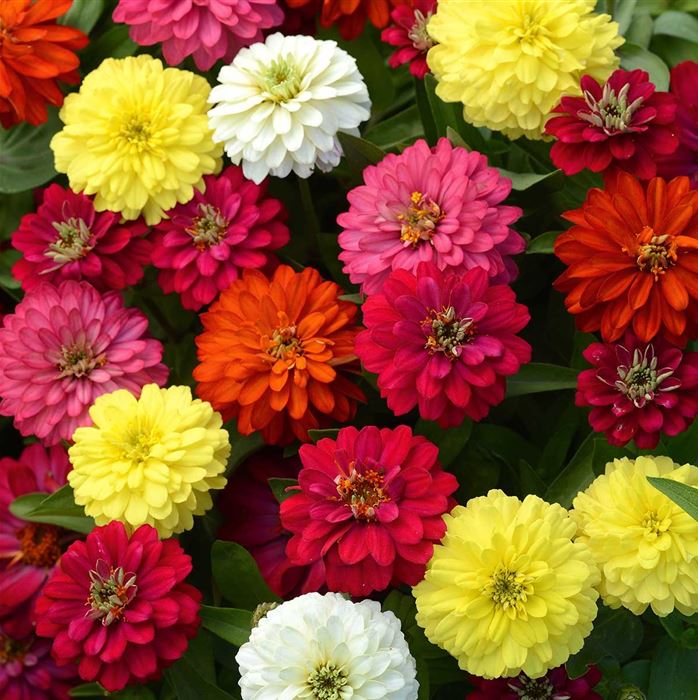 Zinnie 'Zahara Double Mix'