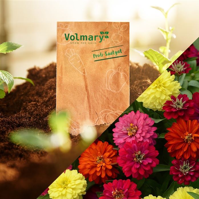 Zinnie 'Zahara Double Mix'